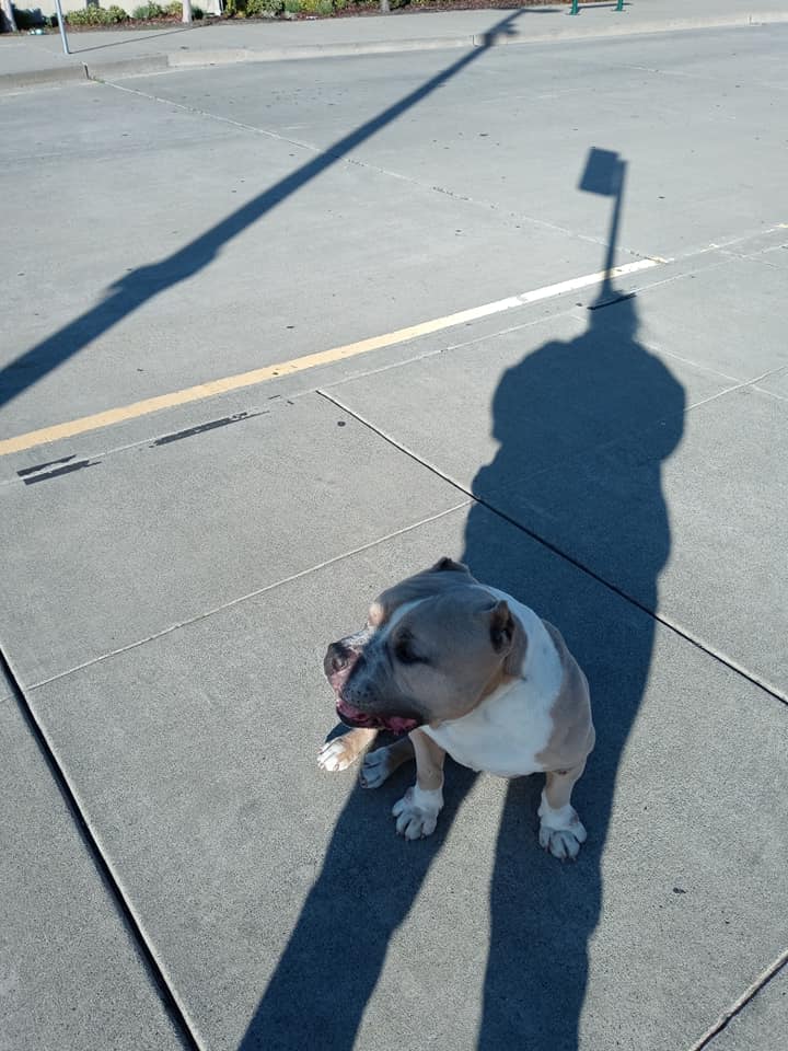 Lost dog with owners in area *FOUND*