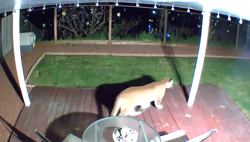 Mountain Lion Sighting