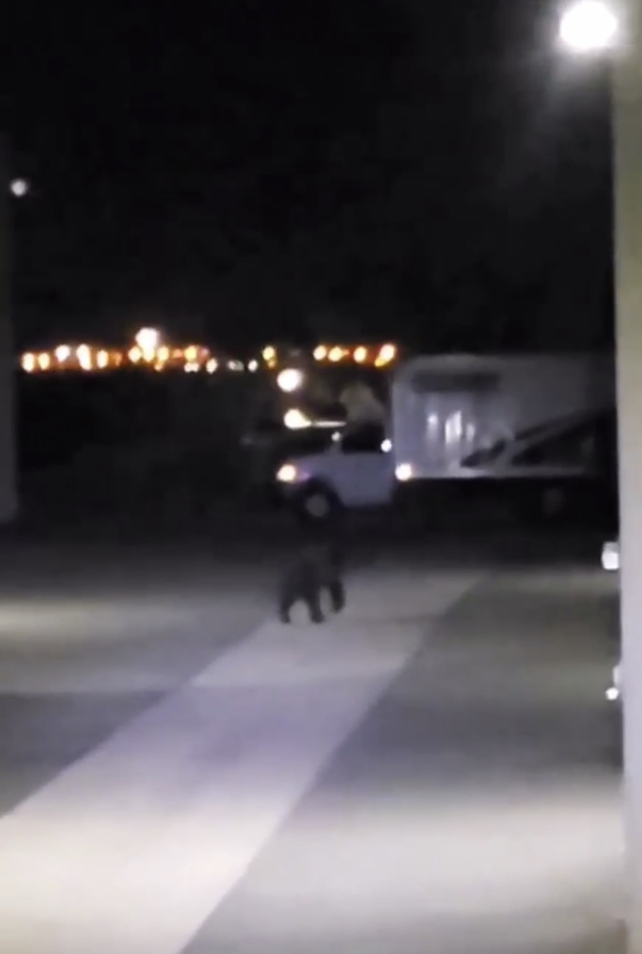 Bear sighting (video)